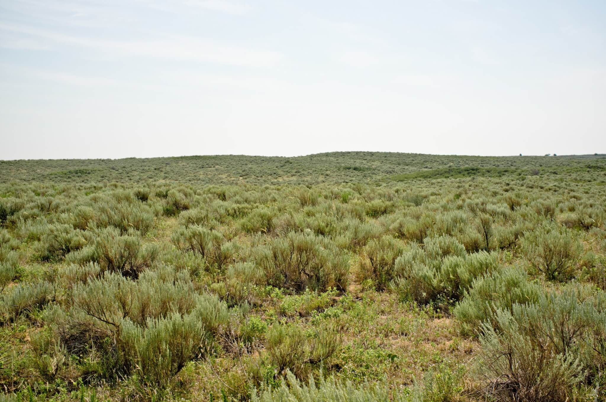 The Sagebrush Landscape