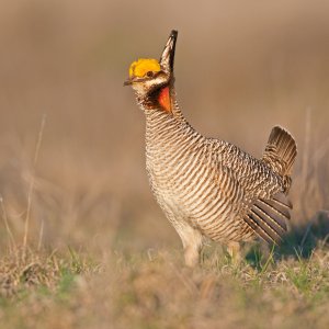 a-lone-prairie-chicken-male-searches-for-a-dancing-area