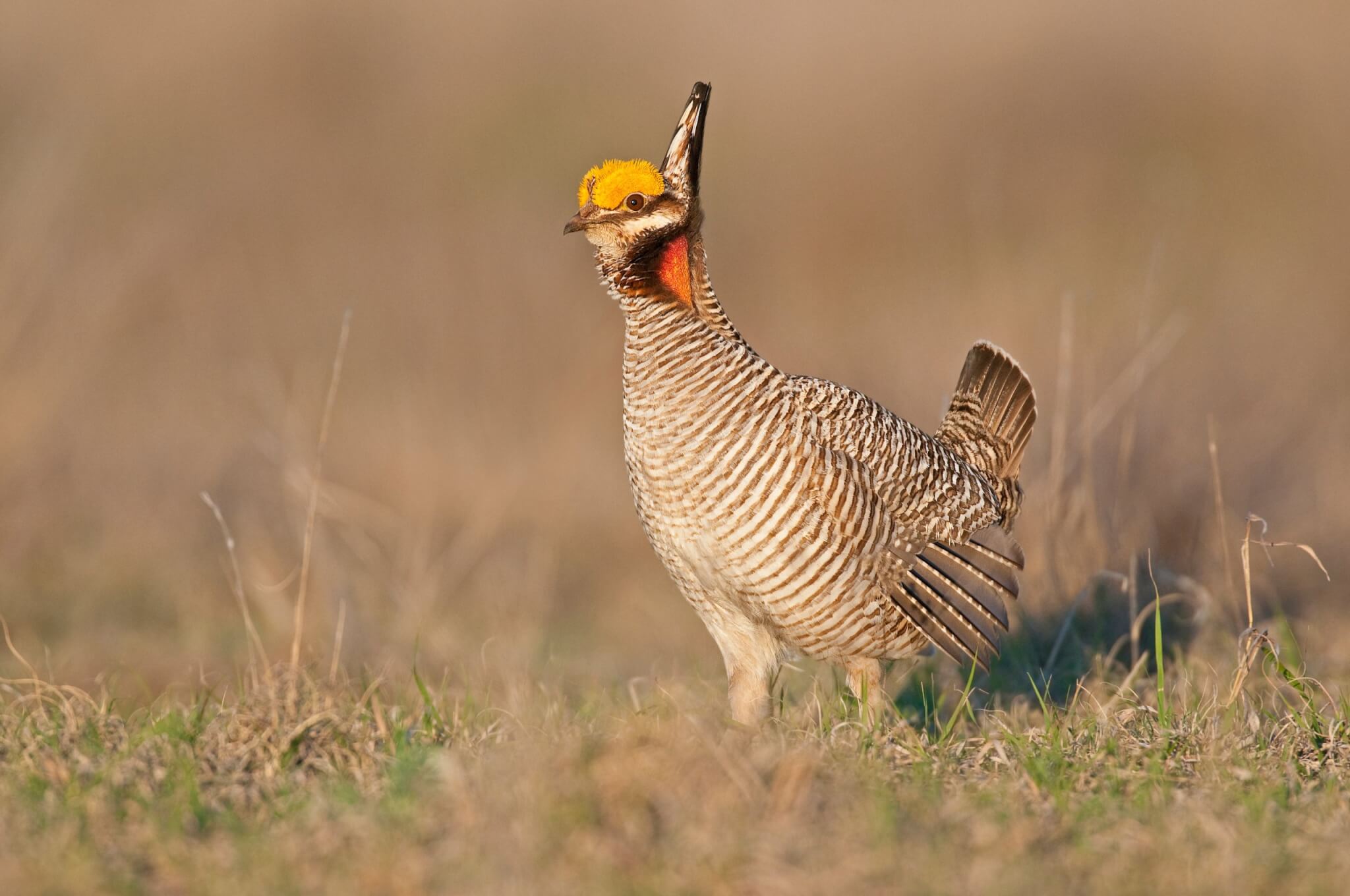 a-lone-prairie-chicken-male-searches-for-a-dancing-area