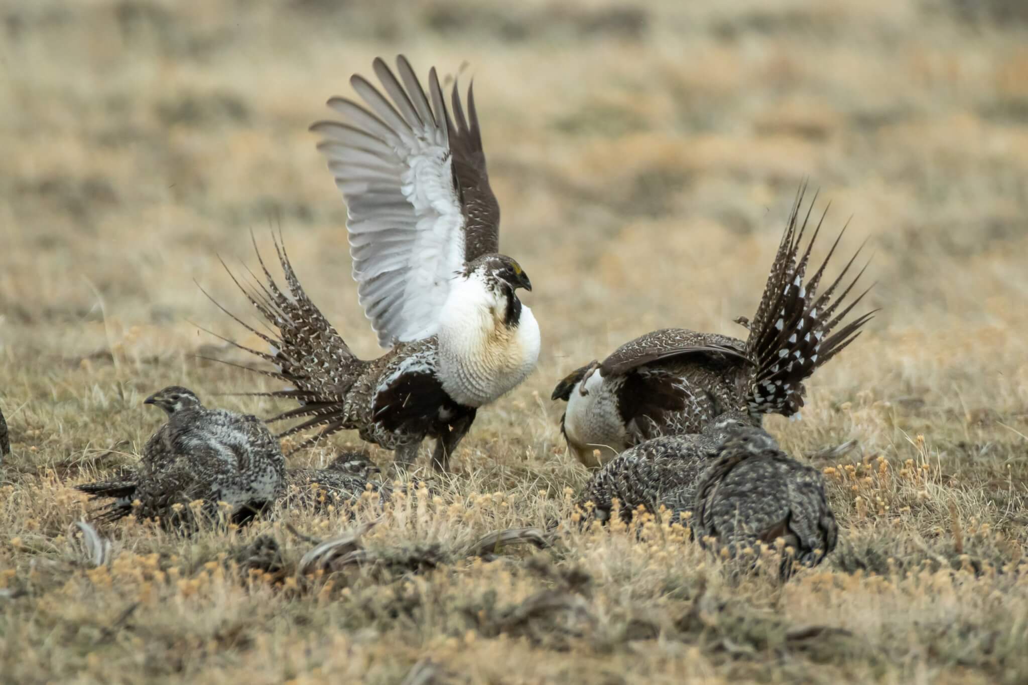 sparing-sage-grouse-males