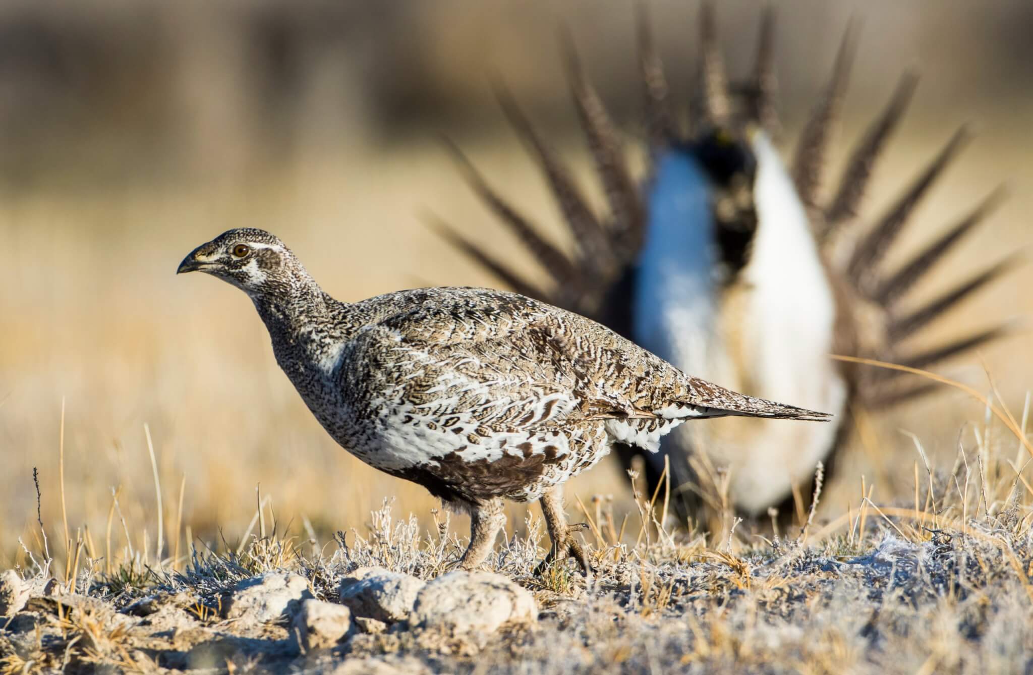 female-sage-grouse-visiting-a -lek-checking-out-the-males