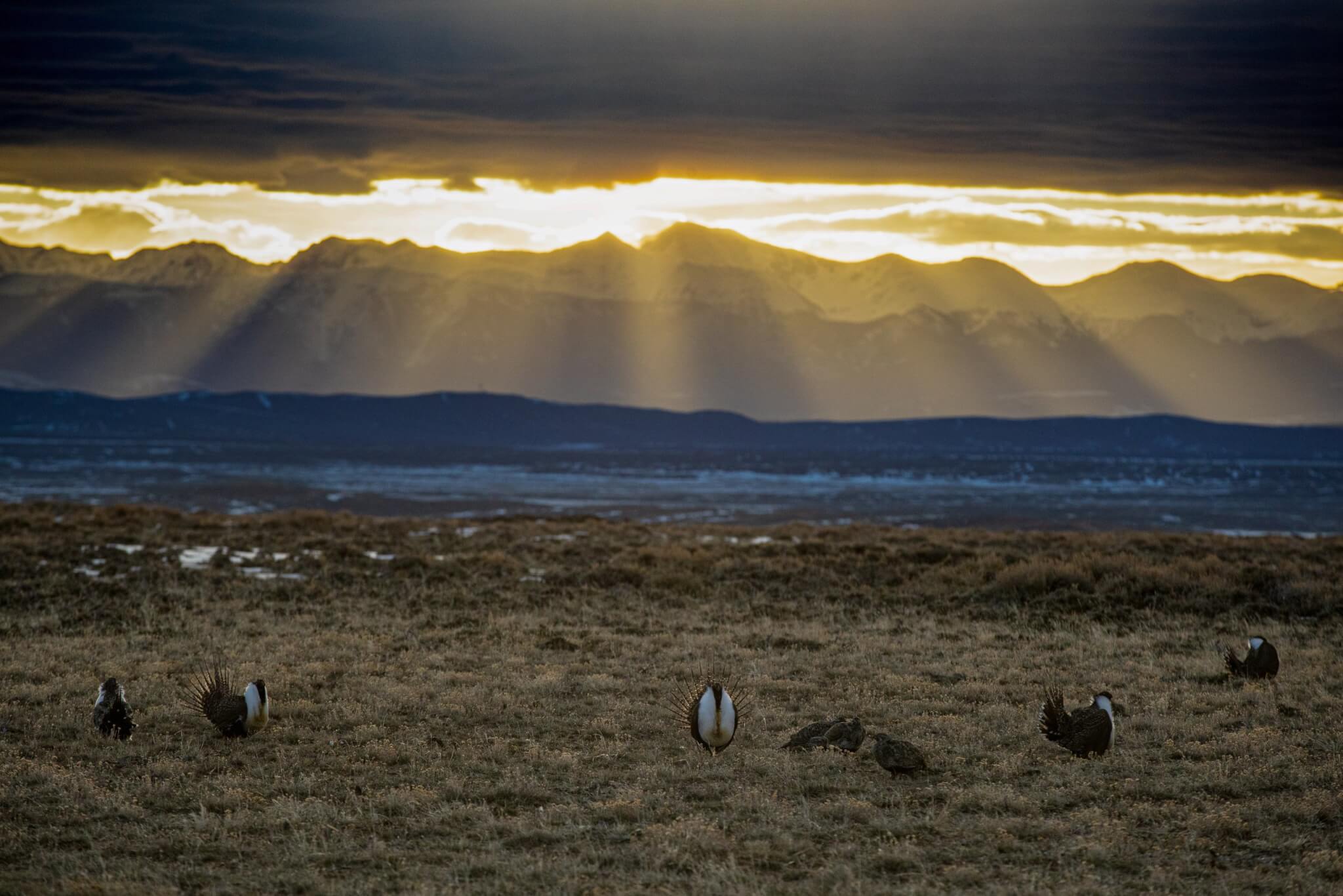 Males and female Sage-Grouse visiting a lek