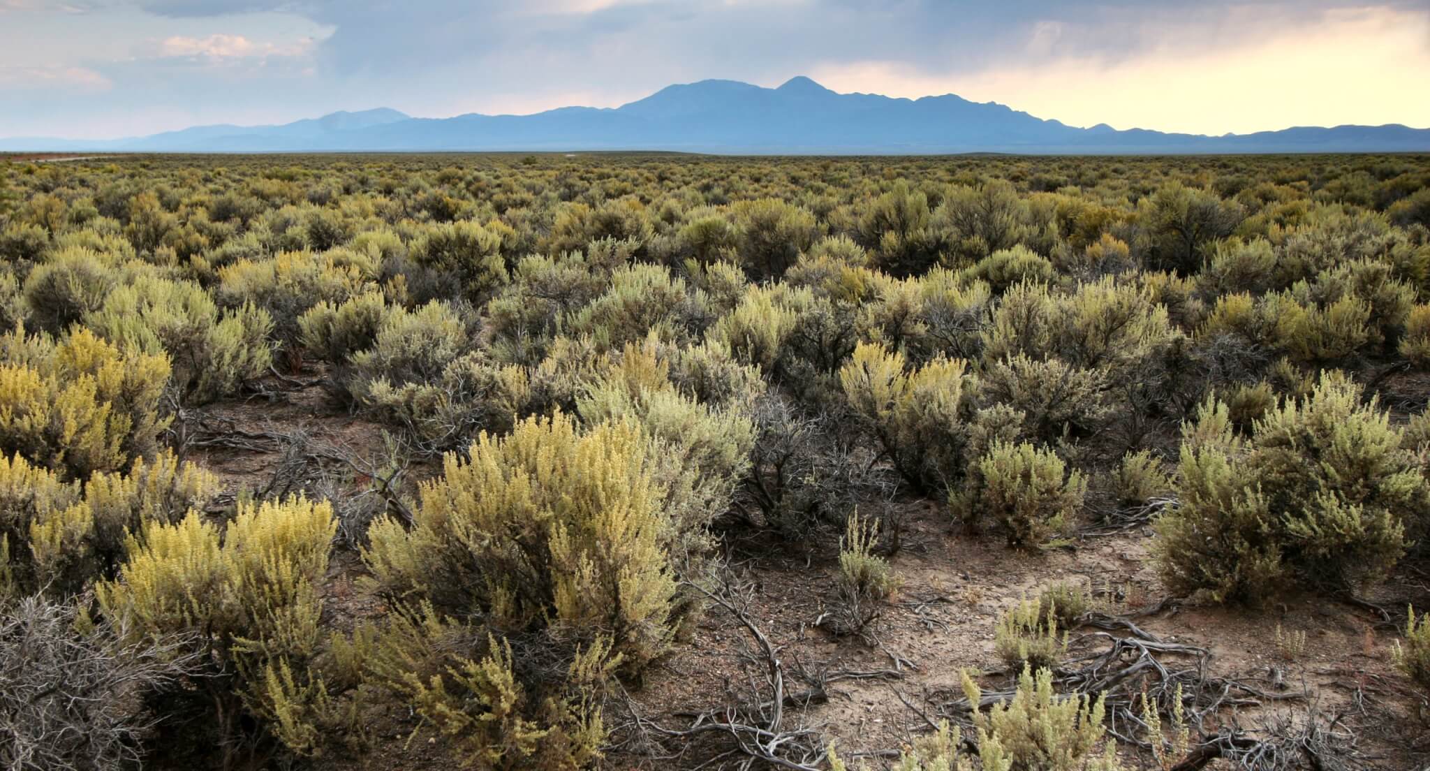The landscape that a Sage-Grouse needs