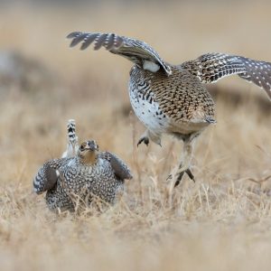 lek-dance-by-sharptail-grouse