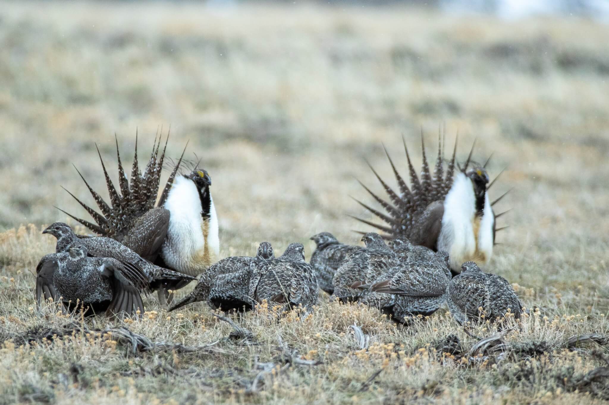 two-dominate-males-and-sage-grouse-hens