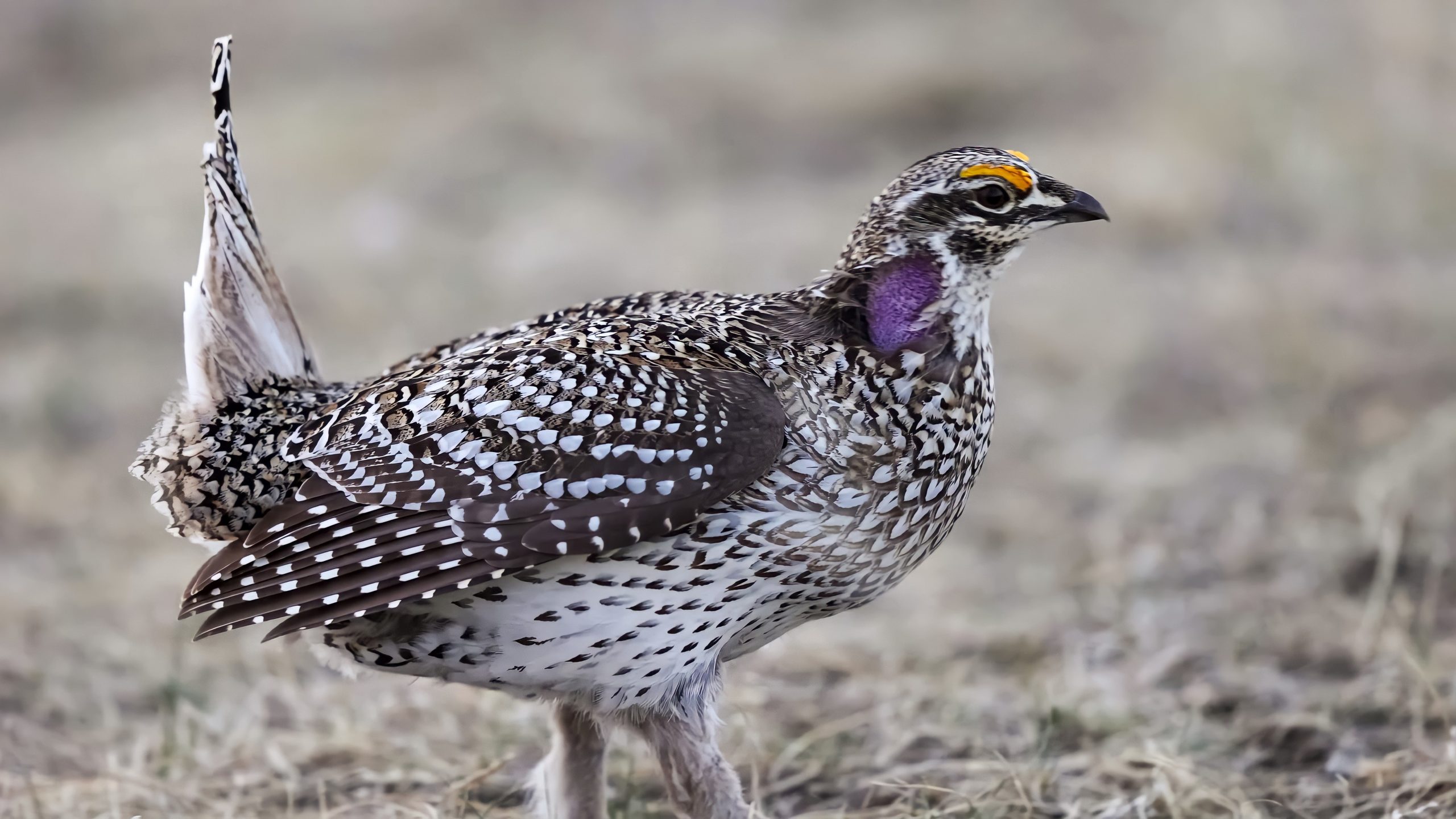 male-sharp-tailed-grouse
