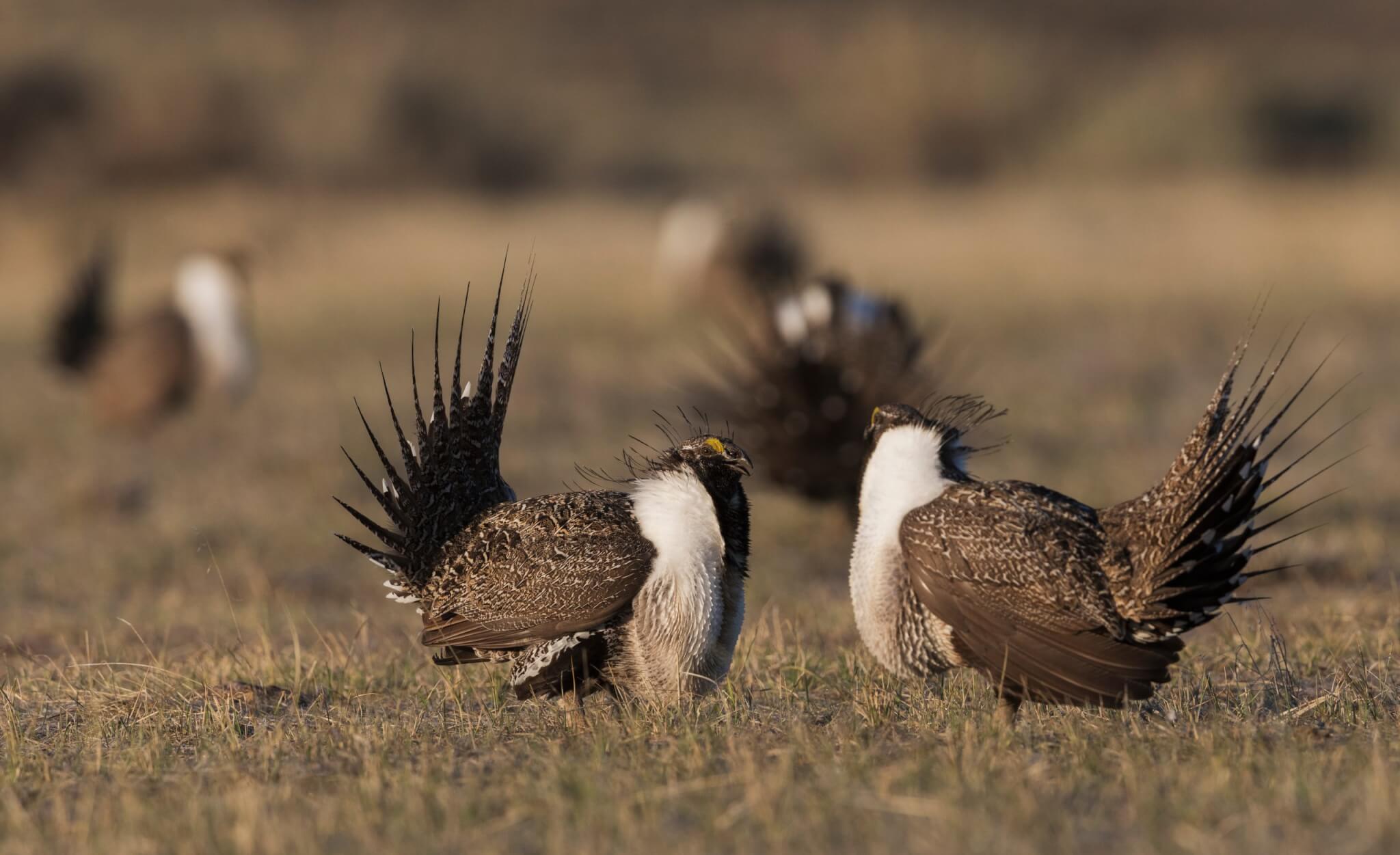 two-male-greater-gage-grouse-face-off-in-a-territorial-display