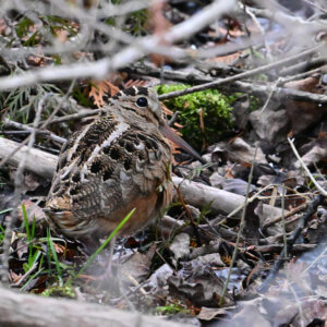 american-woodcock