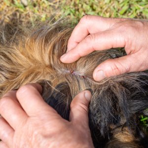 moving dog hair to look for ticks