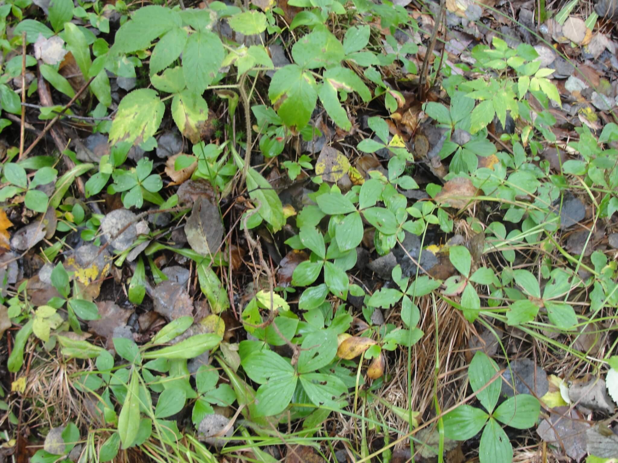 transition cover for grouse