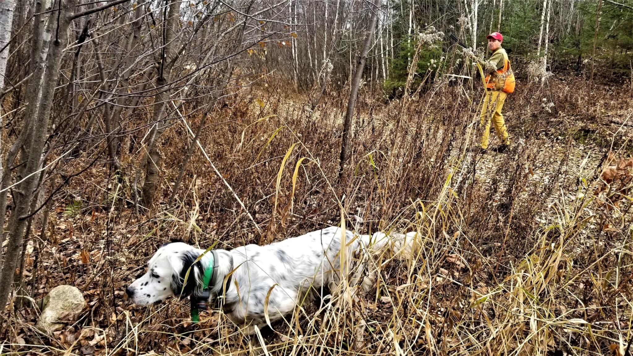 grouse hunting dog on point