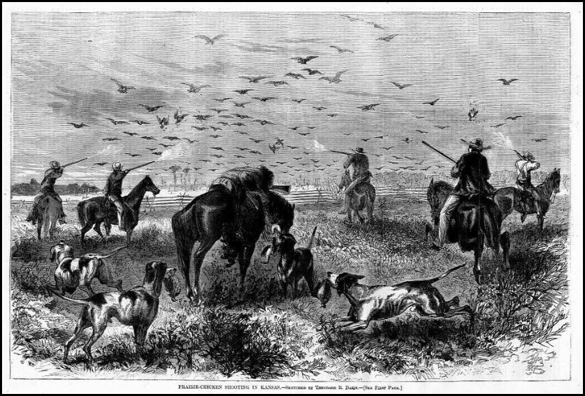 Greater Prairie-Chicken hunting in Kansas by Theodore R Davis late 1800's