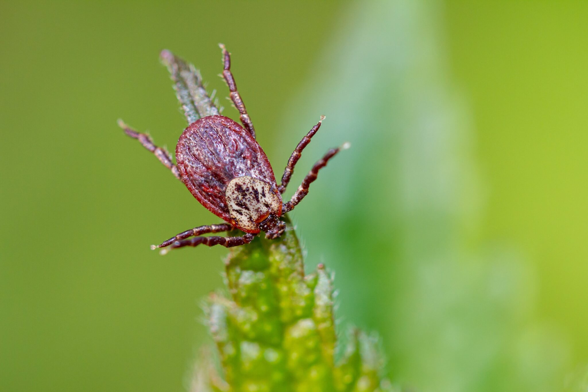 tick