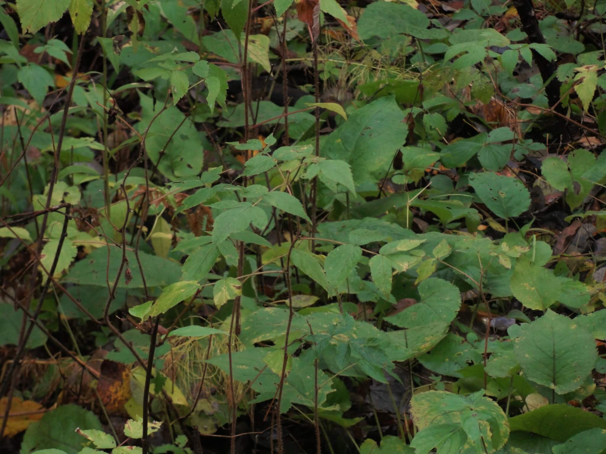 ground plants not prime for grouse hunting