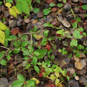 prime grouse ground plants