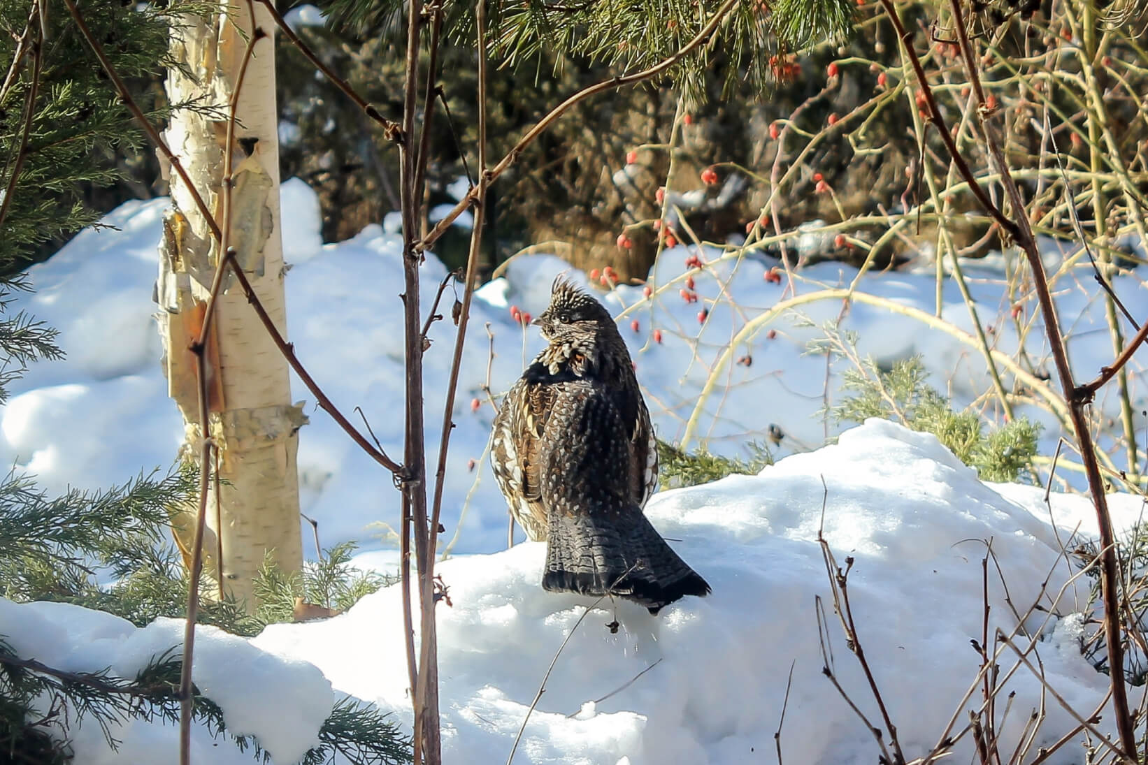 ruffed-grouse-with-snow-background