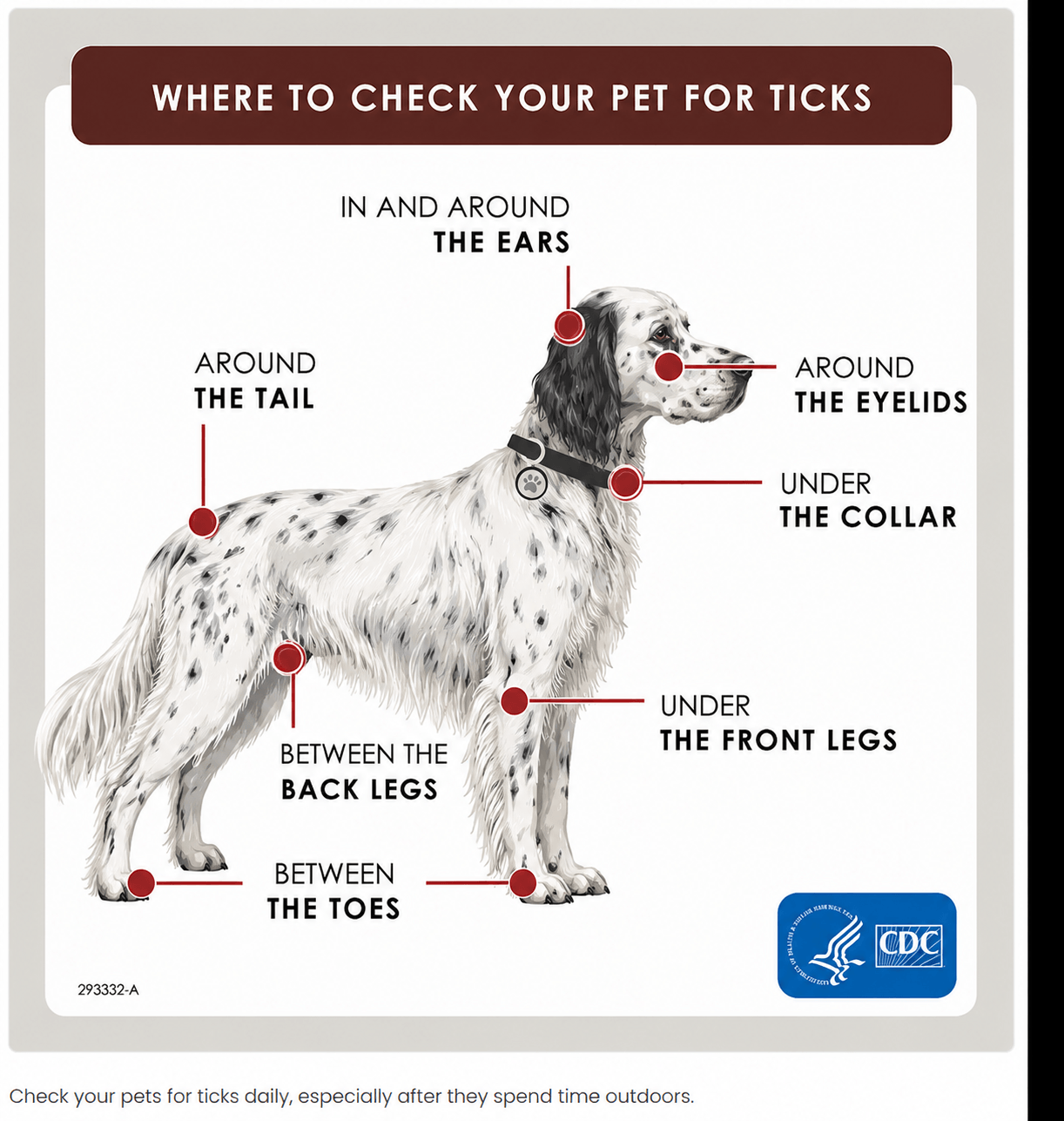 checking dog for ticks