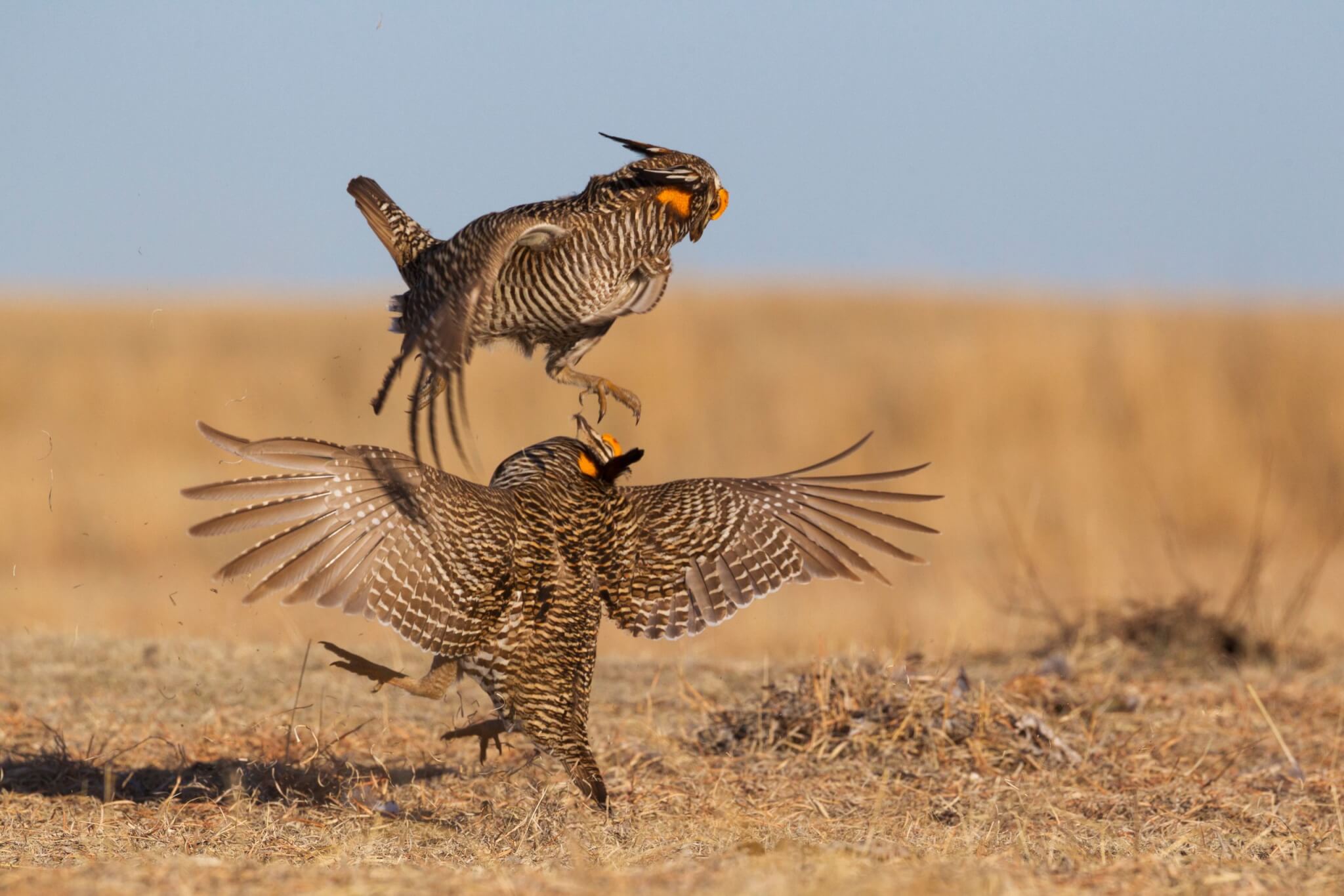 male-prairie-chickens-aerial-fighting